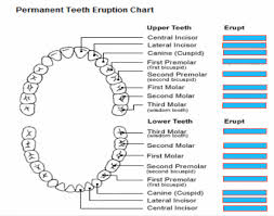 Permanent Tooth Eruption Chart Purposegames
