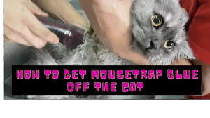 how to get mousetrap glue off to cat