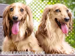 cream long haired dachshund complete