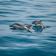 best places to see dolphins in cornwall