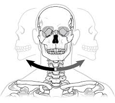 Bone basics and bone anatomy. Joints And Skeletal Movement Biology For Majors Ii