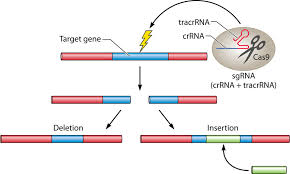 genome editing by crispr cas9 the