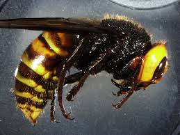 about those asian giant hornets