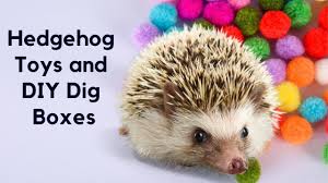 favourite hedgehog toys and dig box