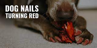 dog nails turning red what to do