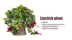lipstick plant care how to grow