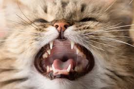 gingivitis in cats symptoms causes