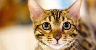 Kitten adoption & kitten socialization? Cats And Kittens For Sale Petfinder