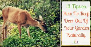 Keep Deer Out Of The Garden Naturally
