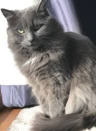 Nebelungs are very rare, there are only about 50 breeders in the world. Nebelung Nebelung Cat Nebelung Why Do Cats Purr