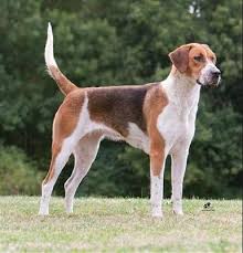 Image result for foxhound