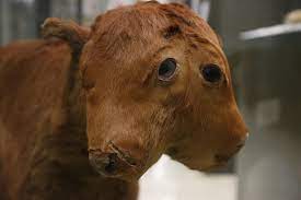 Find a diprosopus calf, then... - Buffalo Museum of Science | Facebook