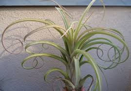 Flick through through these fantastic ideas and get influenced. Different Types Of Air Plants And How To Identify Them