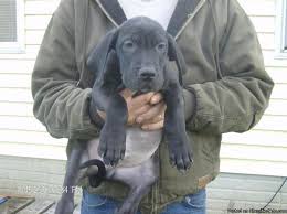 Newly relocated in iowa (transport great dane puppies to colorado still free!) Akc Great Dane Puppies Price 500 00 For Sale In Ashland Alabama Best Pets Online