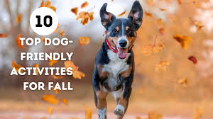dog friendly fall activities close to