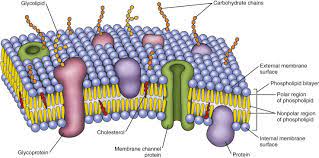 1 4 membrane structure transport