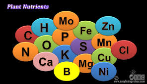 difference between micronutrients and