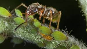 So zumindest die ansicht einiger. Was Tun Gegen Lastige Ameisen Im Garten Swr Wissen