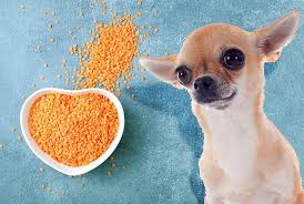 Can Dogs Eat Lentils 5 Health Benefits