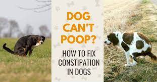 how to treat constipation in dogs 3