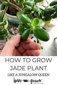 Feb 18, 2018 · sunlight requirements of a jade plant. My Jade Plant Secrets Light Watering And How To Grow Guide For The Succulent Jade Plant Houseplant House Sparrow Fine Nesting