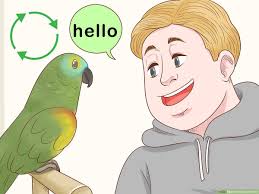 How To Train A Parrot 15 Steps With Pictures Wikihow