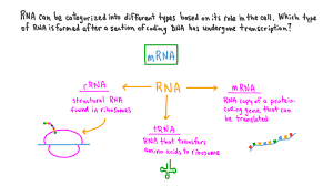 identifying the type of rna involved in