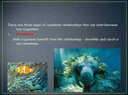 Symbiotic Relationship between Organisms   Microbiology Study com