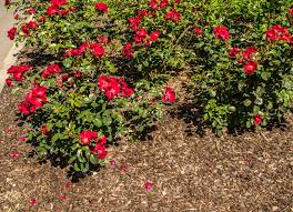 Rindenmulch ist nicht gleich rindenmulch: Rindenmulch Auf Blumenbeet Auftragen Die Vor Und Nachteile