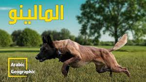 كلب المالينو من افضل كلاب الشرطة فى العالم | الحيوانات والحياة البرية -  YouTube