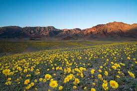 Maybe you would like to learn more about one of these? When And Where To See California Wildflowers In 2021