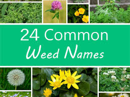 Identify flower species from an image. A Guide To Names Of Weeds With Pictures Dengarden