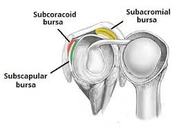 Labeled human shoulder bone anatomical vector illustration diagram poster. The Shoulder Joint Structure Movement Teachmeanatomy
