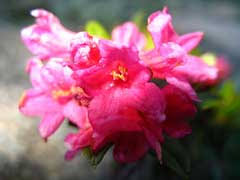 Rhododendron ferrugineum Alpenrose PFAF Plant Database