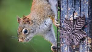 how to keep squirrels off bird feeders
