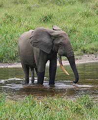 Elephant Wikipedia