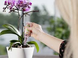 Diese orchideengewächse stammen aus sogenannten nebelwäldern. Orchideen Pflegen Ratgeber Und Pflegetipps Obi