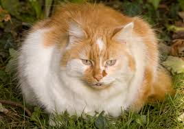 cat weight loss cat t exercise