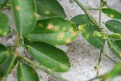 What are the brown dots on citrus?
