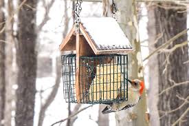 tips for feeding birds in winter