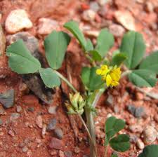 SEINet Portal Network - Medicago polymorpha