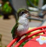 What kind of bird bath do hummingbirds like?
