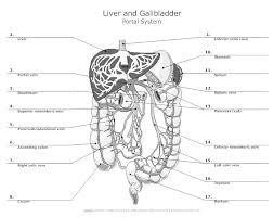 Anatomy mapper has been online since 2009, and has lead to numerous publications and international collaborations. Anatomy Chart How To Make Medical Drawings And Illustrations
