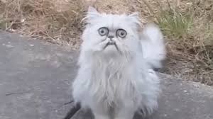 weird looking cat wilfred goes viral