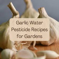 garlic water pesticide for plants