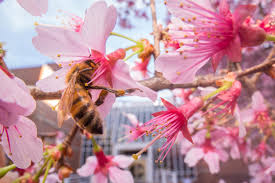 The problem is that africanized honey bees look like regular honey bees—apis mellifera—and can attack without being provoked. Biogeosciences Coffee Break Biogeosciences Urban Bees Found To Feed On Flowers