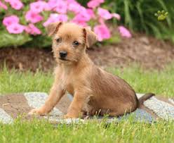 Chorkie puppies for sale in pa. Willy Chorkie Puppy For Sale In Narvon Pa Happy Valentines Day Happyvalentinesday2016i