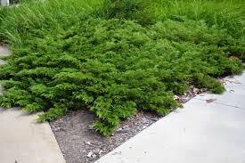 juniperus sabina arcadia purdue