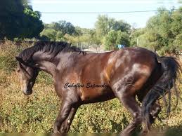 Horse for sale classified site. Andalusian Stallion 4 Years 15 2 Hh Buckskin