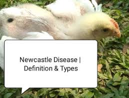 It is transmissible to humans. Newcastle Disease Definition Types Poultry Mania